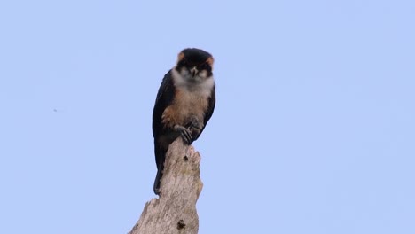 el falconet de muslo negro es una de las aves rapaces más pequeñas que se encuentran en los bosques de algunos países de asia