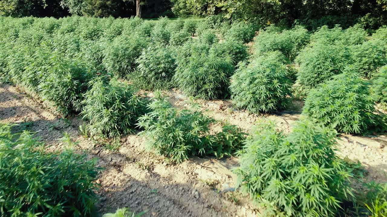 tiro de carro inverso de hojas de cáñamo de marihuana en un día ventoso y soleado de verano, que revela detalles de las plantas