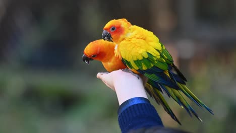 three sun conure parakeets resting and feeding on a person's hand