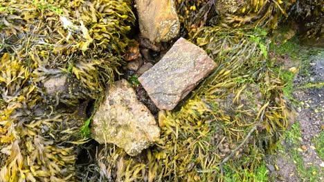 rocas cubiertas de algas cerca de la orilla del agua