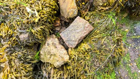 seaweed-covered rocks near the water's edge