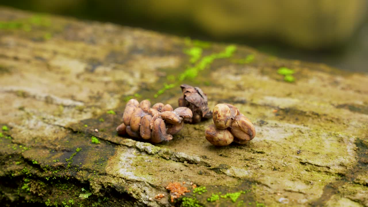 Unprocessed Luwak Kopi coffee beans collected from civet droppings, Southeast Asia, Indonesia