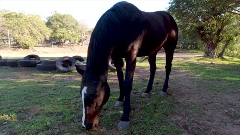 Horses-can-be-seen-roaming,-playing,-and-grazing-in-a-spacious-paddock-surrounded-by-lush-greenery-in-their-stables-at-yellow-wood-park-Durban