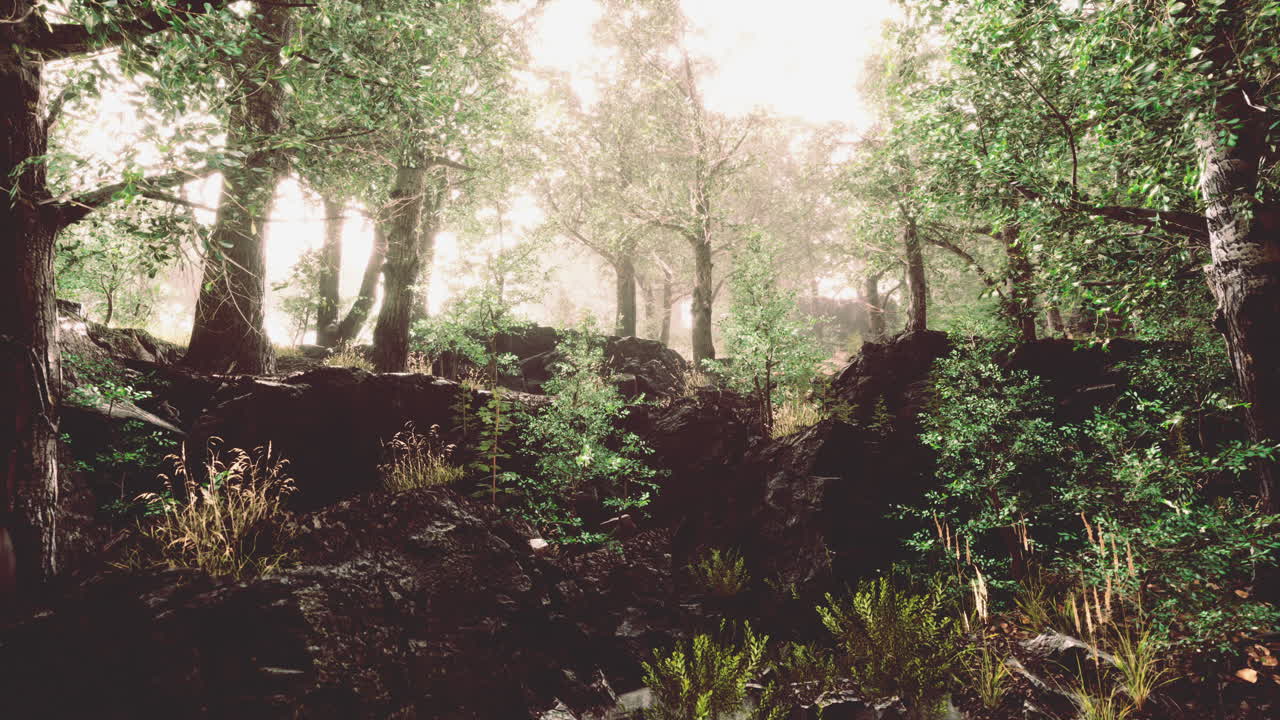 Panoramic view of the majestic evergreen forest in a morning fog