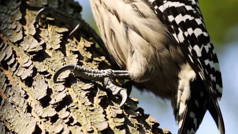 close-up of a woodpecker's claws gripping a tree trunk