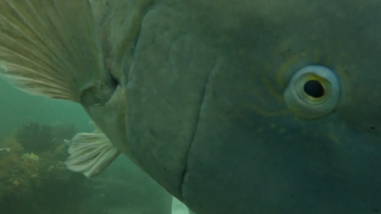 большой восточный голубой групер игриво плавает рядом с дайверами в сиднее, австралия