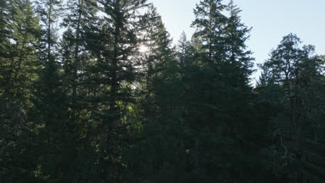 Drone-aerial-of-scenic-of-trees-in-southern-Washington-State-4