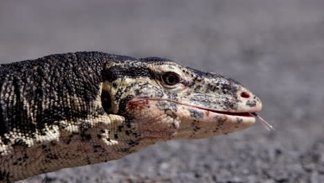 Asiatischer-Wassermonitor,-Der-Das-Auge-In-Zeitlupe-Schließt