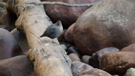 An-American-Dipper-Bird-Standing-On-The-Tree-Log-Over-The-Rocks---Closeup-Shot