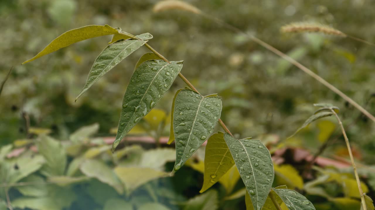 árboles y flores europeos bajo la lluvia de otoño con pinos y arbustos
