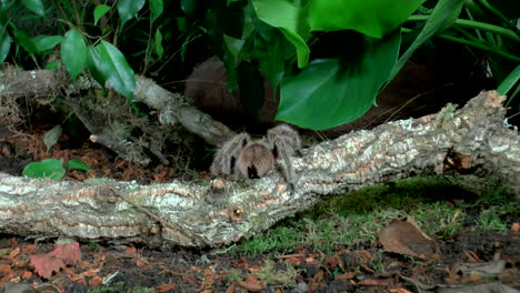 Front-close-up-view-of-walking-Tarantula