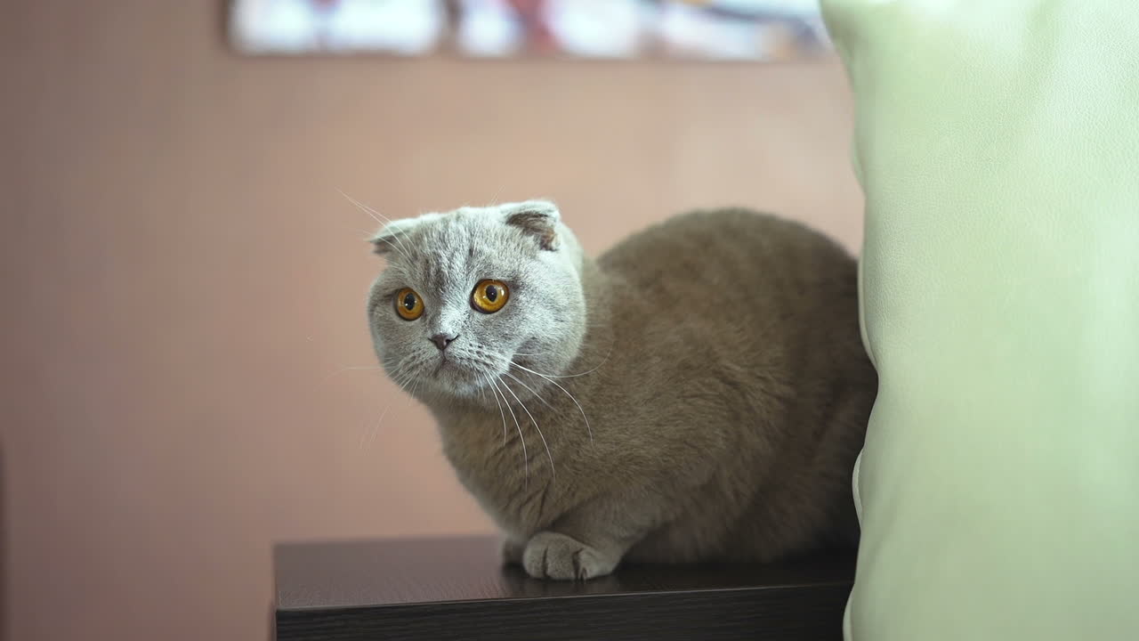 British Shorthair cat. Blue Scottish lop-eared cat.