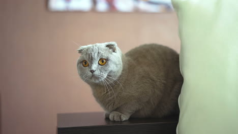 british shorthair cat. blue scottish lop-eared cat.