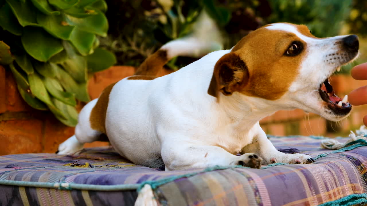 emocionado jack russell yace sobre un cojín jugando exuberantemente con el dueño
