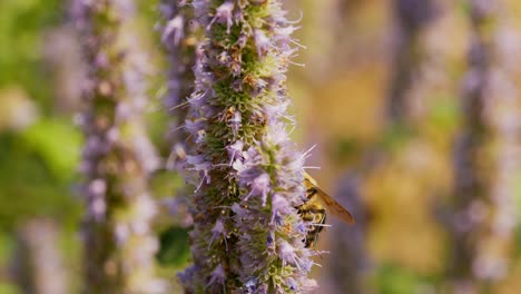 Un-Anís-De-Abejas