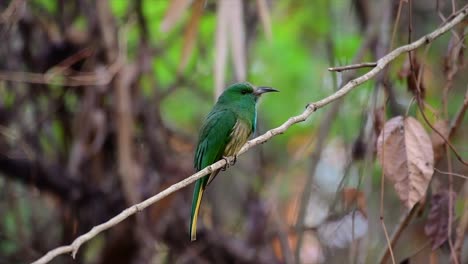 el abejaruco de barba azul se encuentra en la península de malaya, incluida tailandia, en claros de bosques particulares