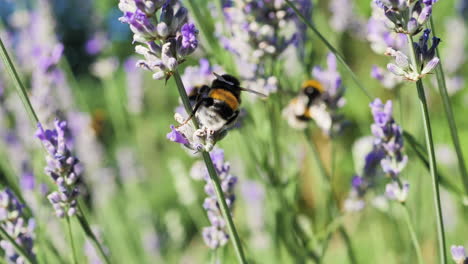 Abejorros-En-El-Campo-De-Las-Flores-De-Lavanda-En-Primer-Plano