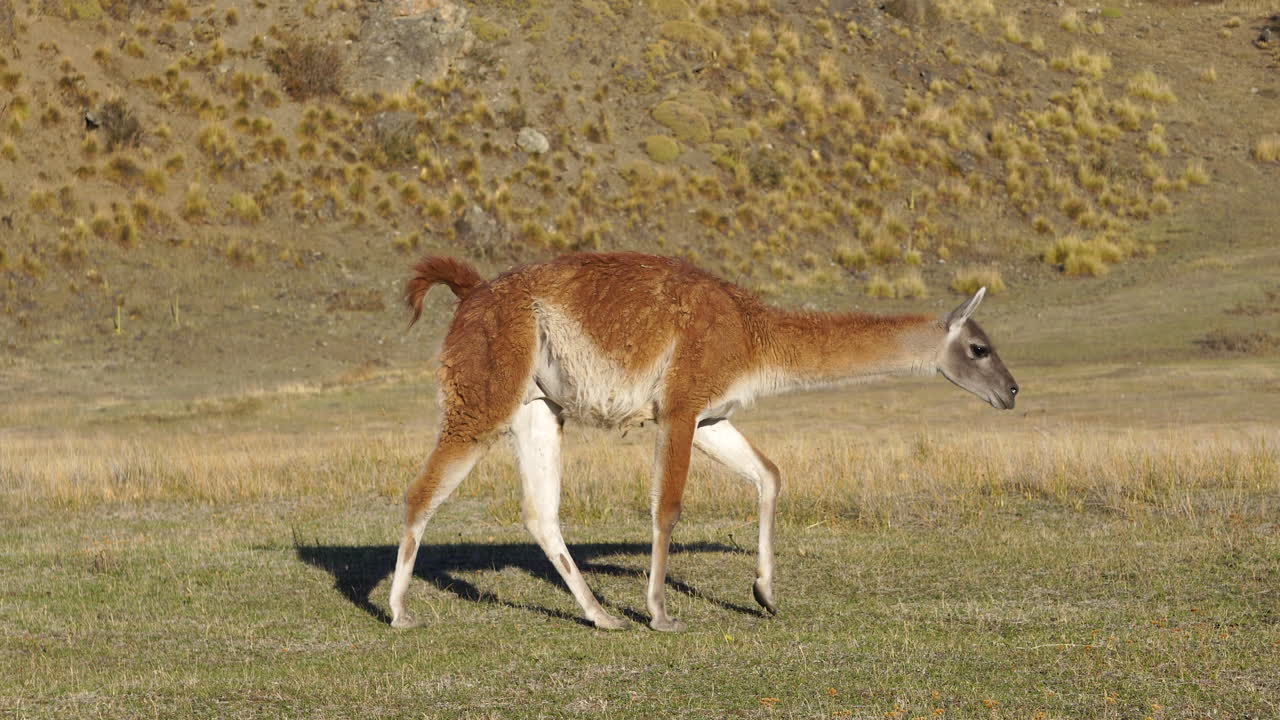 guanaco caminando en el parque nacional patagonia, chile