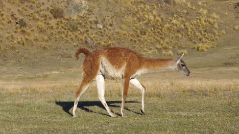 guanaco caminando en el parque nacional patagonia, chile