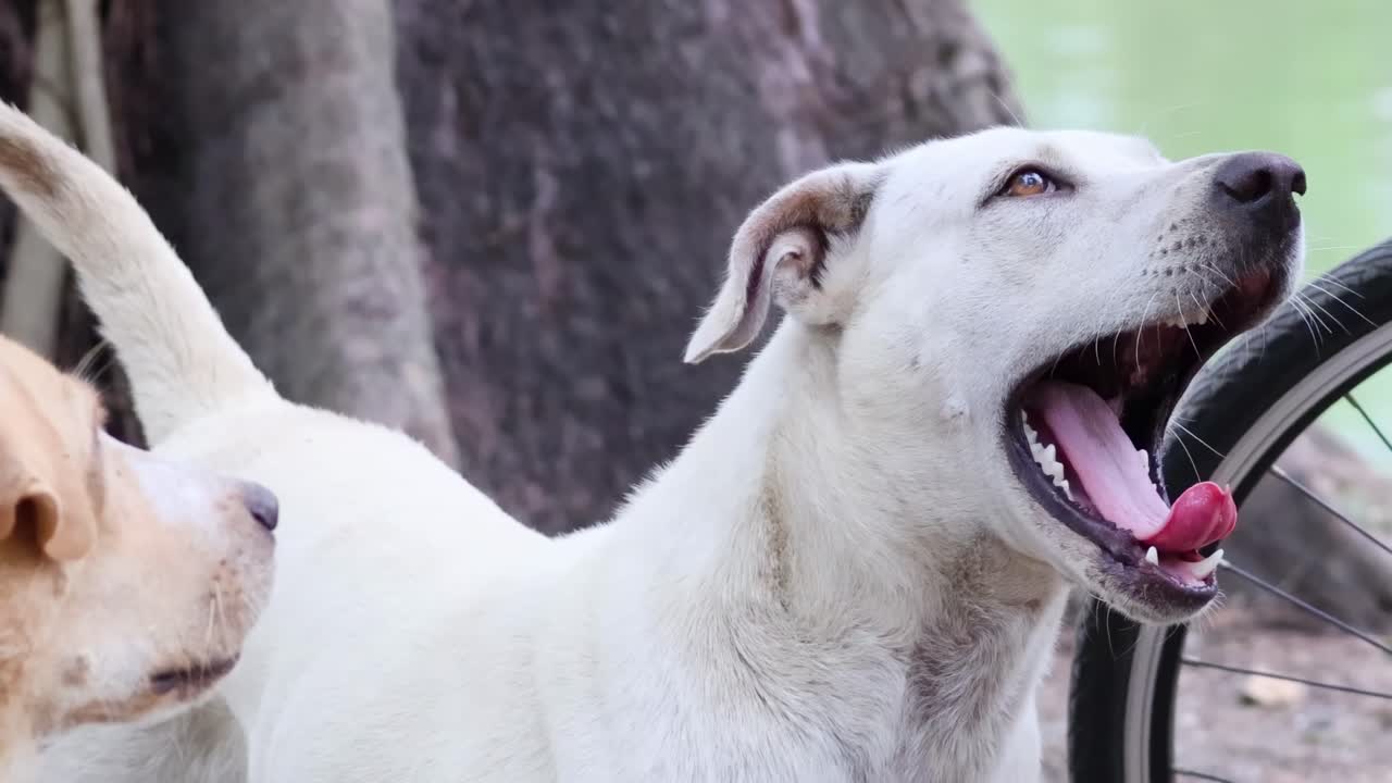Two curious dogs interact playfully beside a bicycle wheel, showing excitement and curiosity in a natural setting.