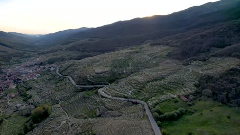 Growing-cherry-trees-in-field