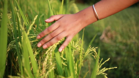 girl playing in paddy field and touching rice grains