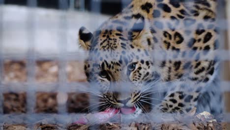 slowmotion shot of an amur leopard chewing on raw meat in its enclosure