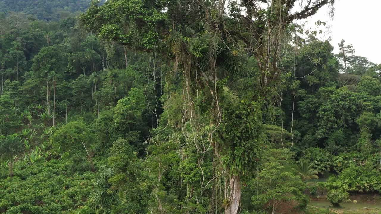 vista aérea moviéndose de la parte inferior a la parte superior del último gran árbol tropical de pie con muchas vides y bromelias en la corona