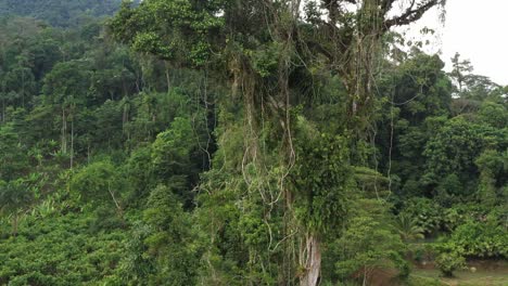 aerial view moving from the bottom to the top of the last standing large tropical tree with many vines an bromelias in the crown