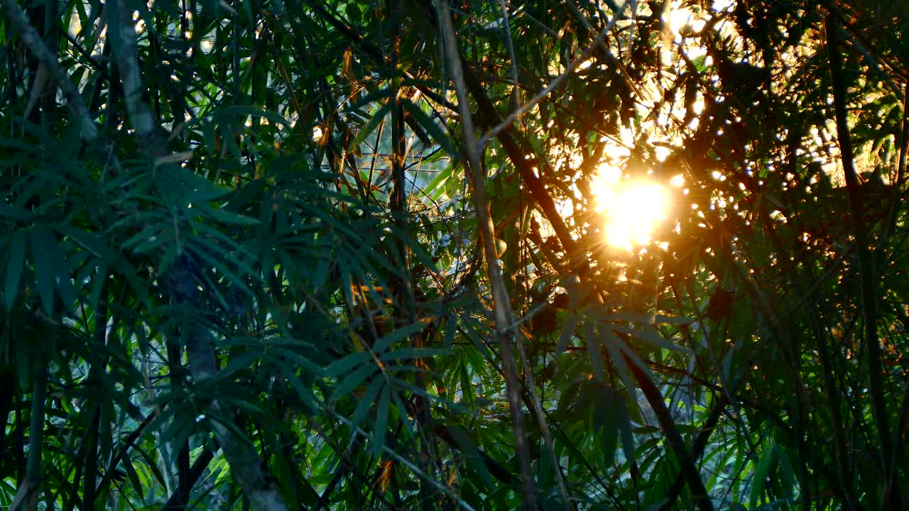 солнечные лучи сквозь листья тропического бамбукового леса