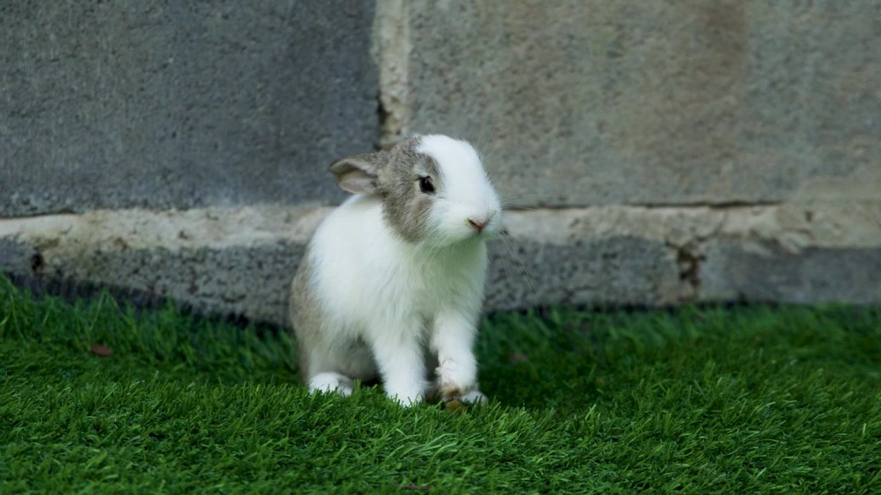 Kelinci kecil putih dan abu-abu duduk di rumput hijau di depan dinding batu abu-abu