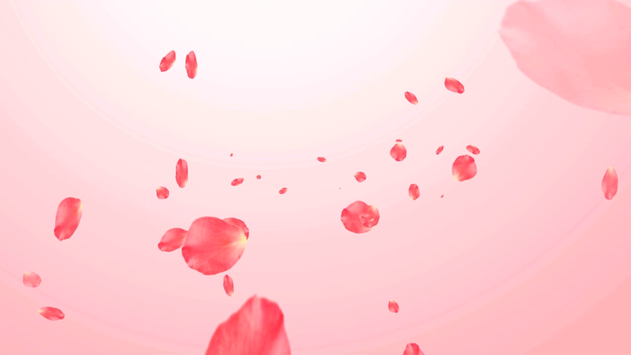 Pétalas de rosa caindo em animação de loop contínuo em fundo rosa claro.