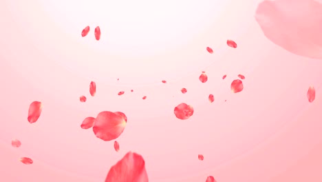 rose petals fallen in seamless loop animation on light pink background