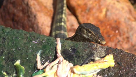 monitor lizard found meat