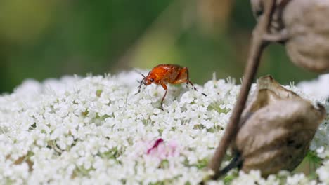 Makroaufnahme-Eines-Orangefarbenen-Soldatenkäfers-Mit-Antenne,-Der-Pollen-Weißer-Blüten-In-Der-Natur-Sammelt