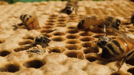 Makroaufnahme-Von-Bienen,-Die-Aus-Der-Wabe-Schlüpfen