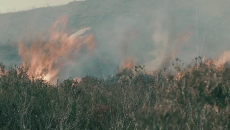 Shrub-close-up-fire-spreads-rapidly-with-wind