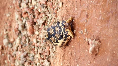 vertical shot of a leopard turtle on a muddy and wet clay road