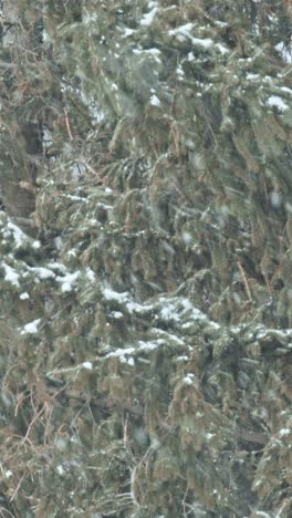 heavy snow storm in a pine forest