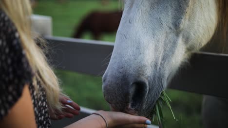 primer plano de la hora dorada de una mujer alimentando a mano un gran caballo blanco sobre una valla en un rancho
