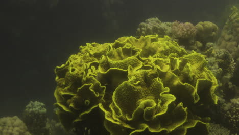 Lettuce-Leaf-Coral-in-The-Reef-of-Red-Sea-surrounded-by-Anthias-Fish