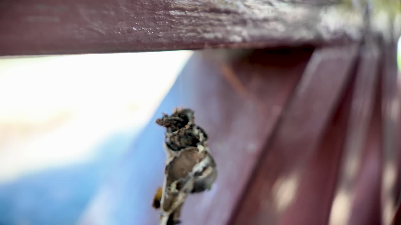 Bagworm caterpillar constructing and living inside its silken case covered with plant debris