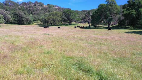 antena sobre vacas pastando en un campo en las estribaciones de california central