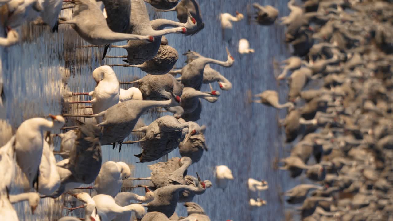 새벽에 눈에 은 거위 한 무리의 앞에 있는 샌드힐 크레인, 핑크색 하늘과 사막의 산과 함께 눈 거위 뒤를 고 있는 샌드킬 크레인의 가운 중간