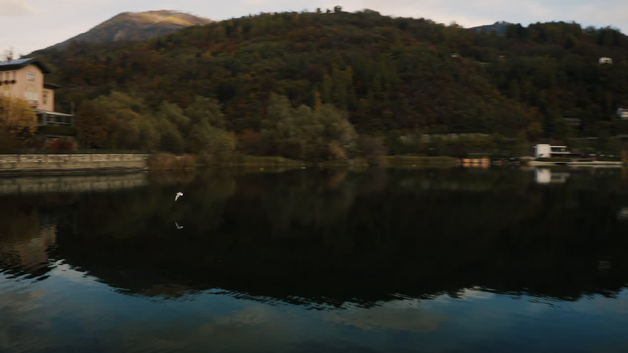 Drone che segue un uccello mentre si bagna e vola al lago di Caldonazzo