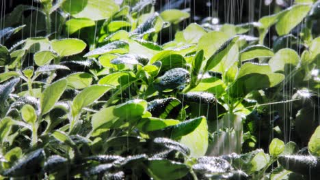 close up of rain falling on oregano plant leaves in garden, lit by sun from behind