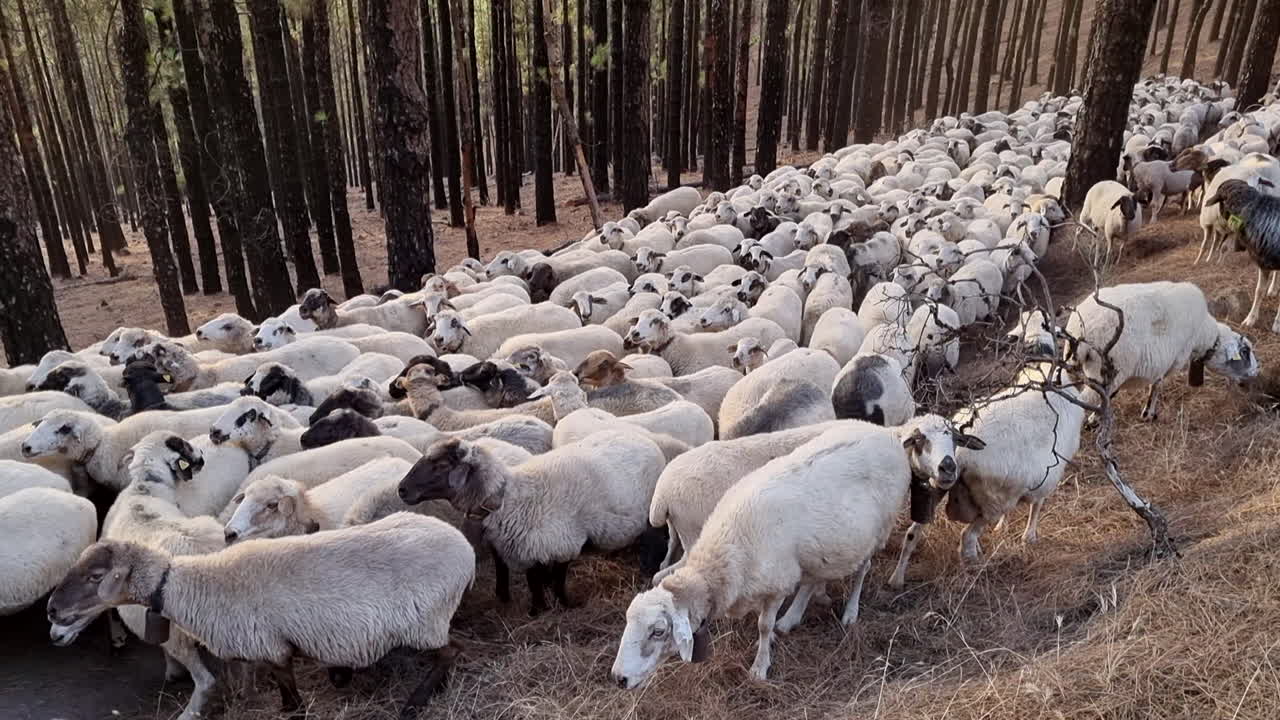 tiro suave de un gran rebaño de ovejas blancas de pie en un bosque de árboles altos durante el día, galdar, islas canarias