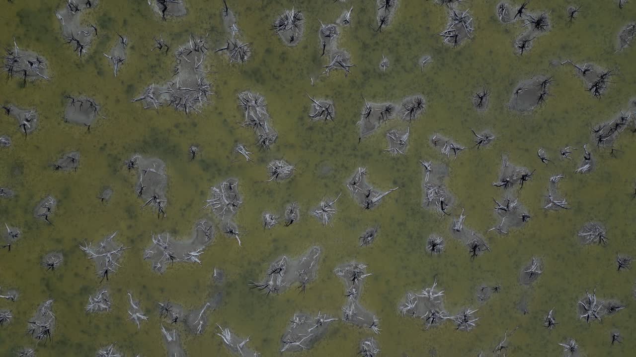 árboles secos en el lago taarbin destruidos por el aumento de los niveles de salinidad, australia occidental