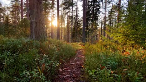 Schöne-Herbstwaldlandschaft-Mit-Sonnenlicht,-Das-Durch-Die-Bäume-Kommt