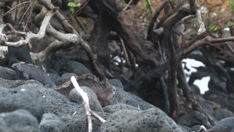 big male marine iguana on the rocks in isla isabela - galapagos, ecuador - handheld shot